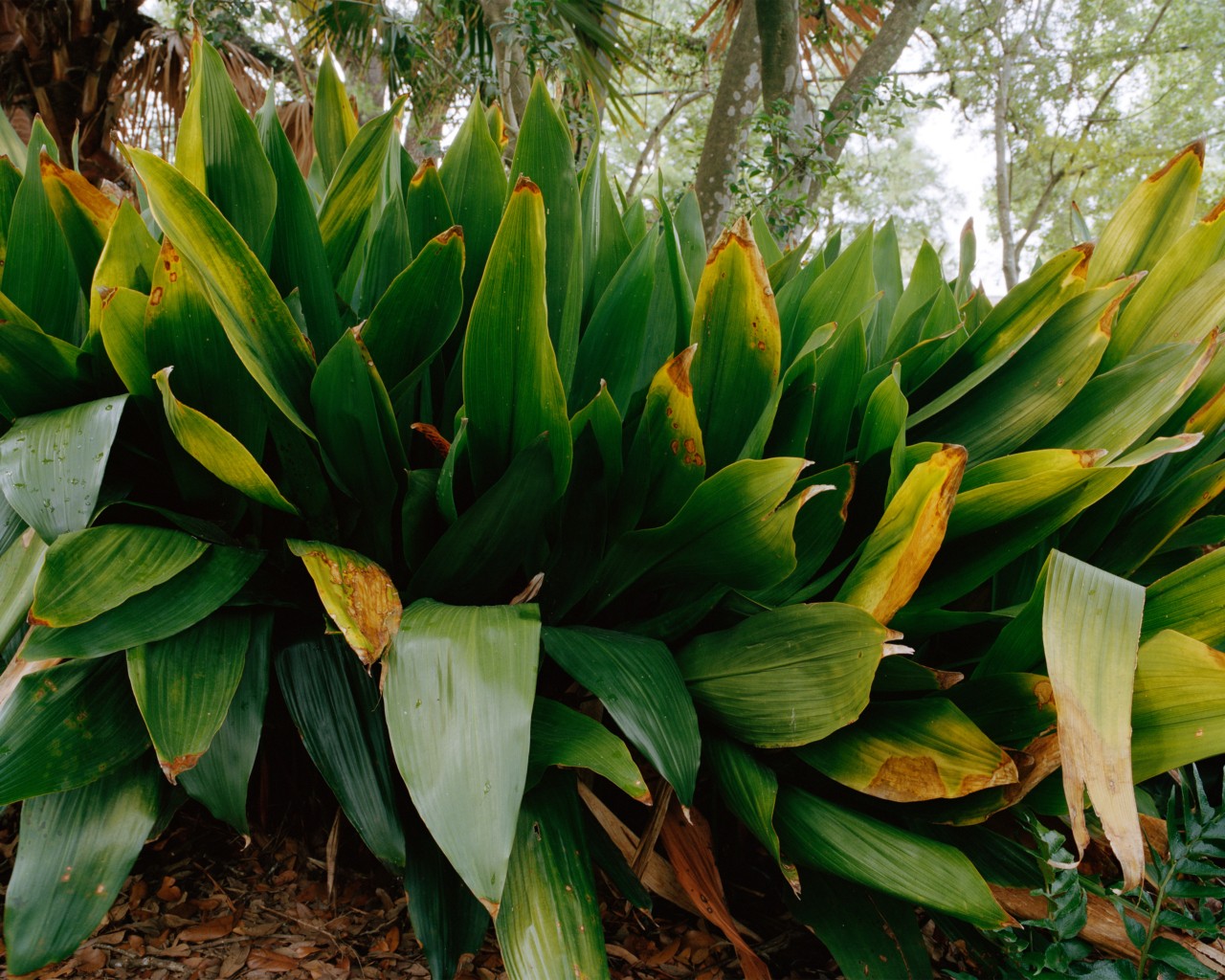 A large green, leafy plant.