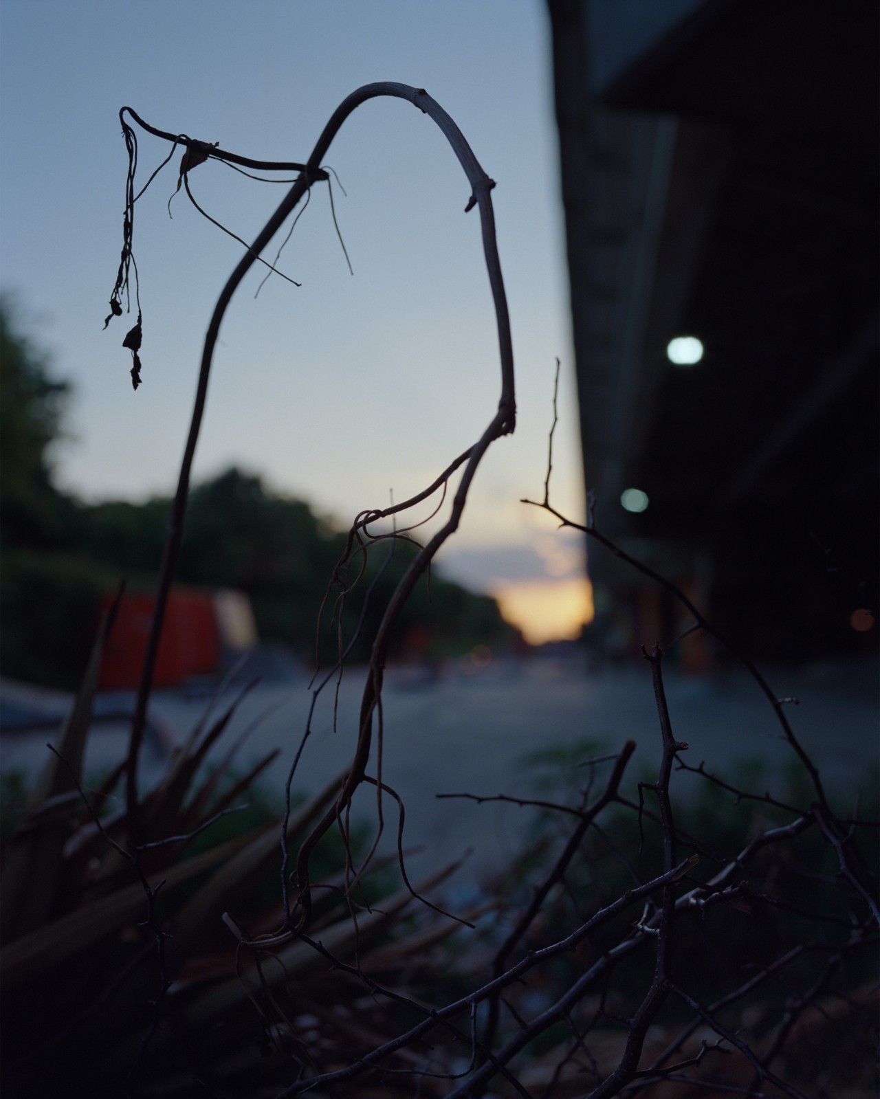 A small branch stands in front of the sunset.