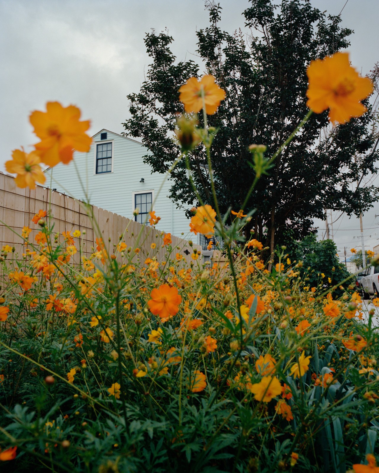 Orange flowers grow in a garden patch along the streets of New Orleans.