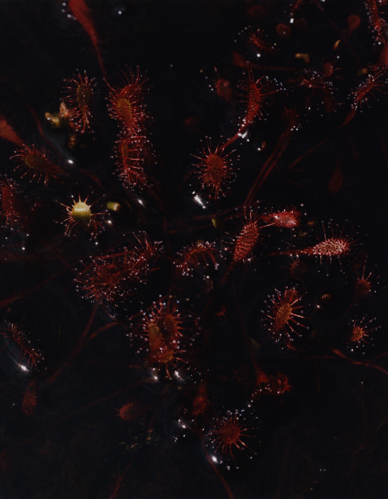 Oblong sundews, a group of carnivorous plants within the Drosera genus characterized by their elongated, lance-shaped leaves covered in sticky tentacles