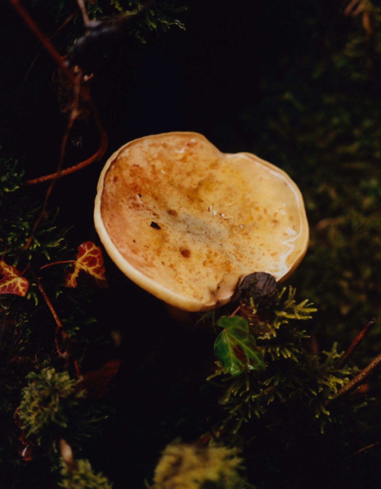 Boletes (Boletaceae), a family of funghi with pores on the underside of their caps.
