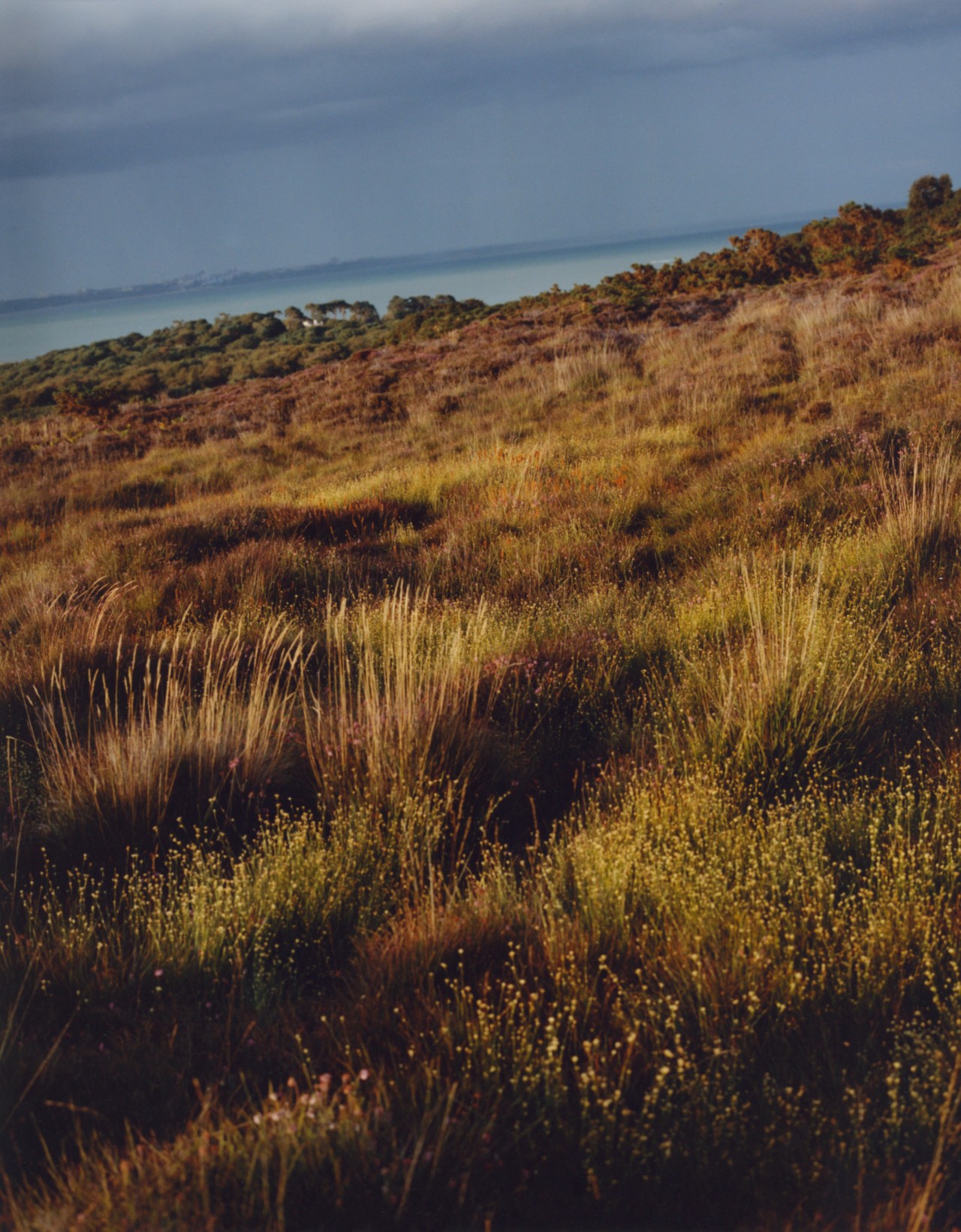 Godlingston heath, located along the coast in Dorset.