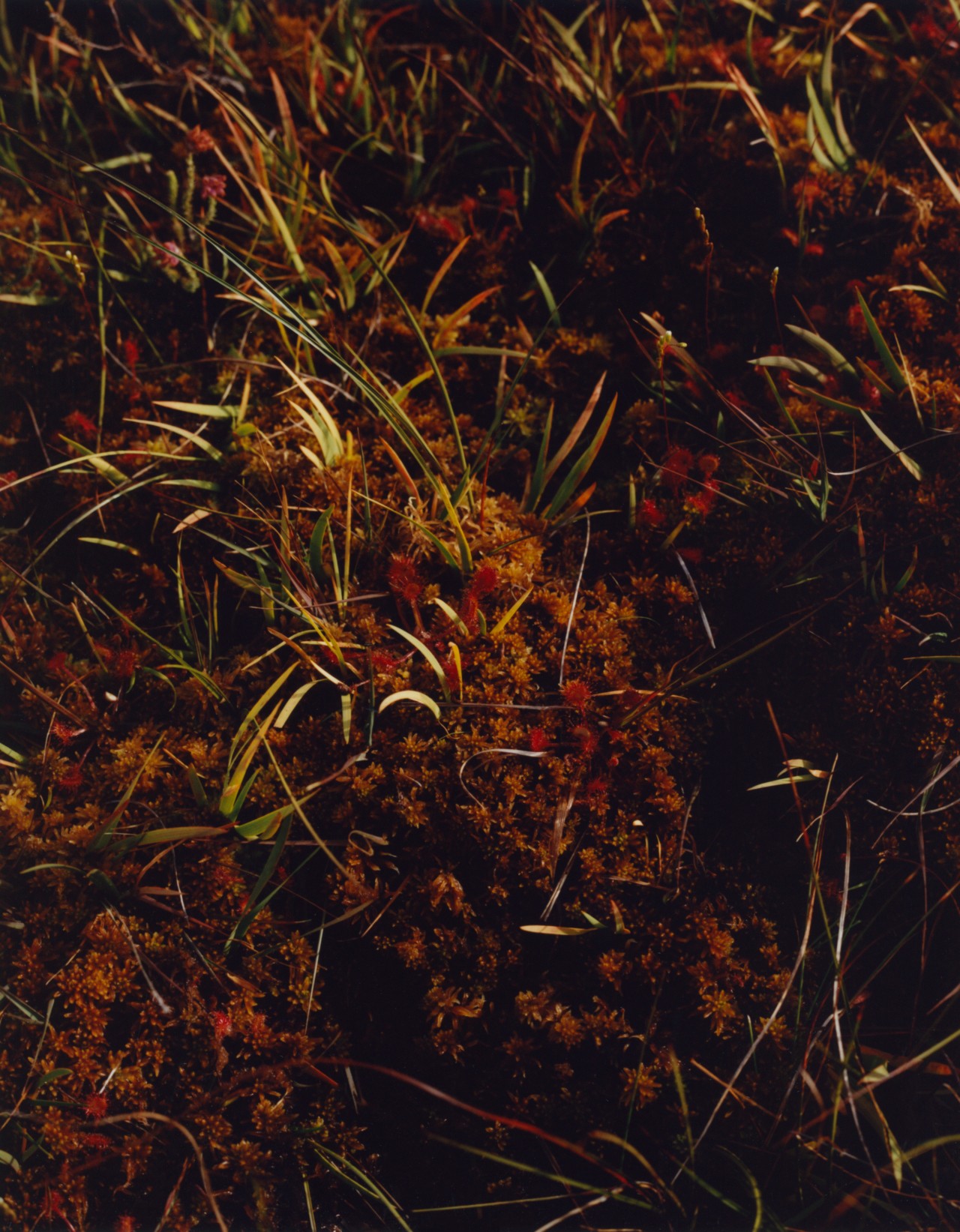 Groups of oblong sundews among the moist beds of sphagnum moss in the peat bogs of Dorset.