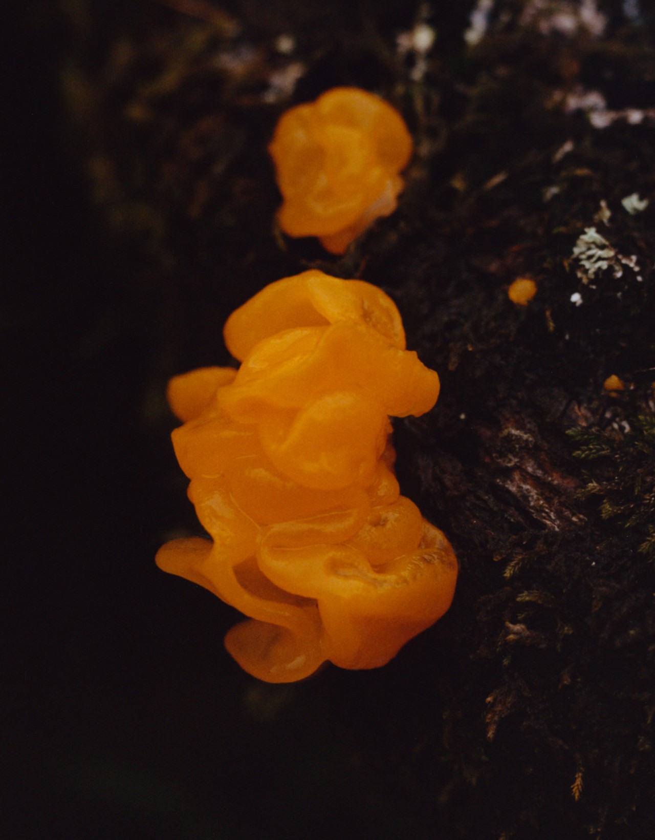 The Orange Jelly Spot fungus (Dacrymyces palmatus) which obtains its nutrients through decaying organic matter.