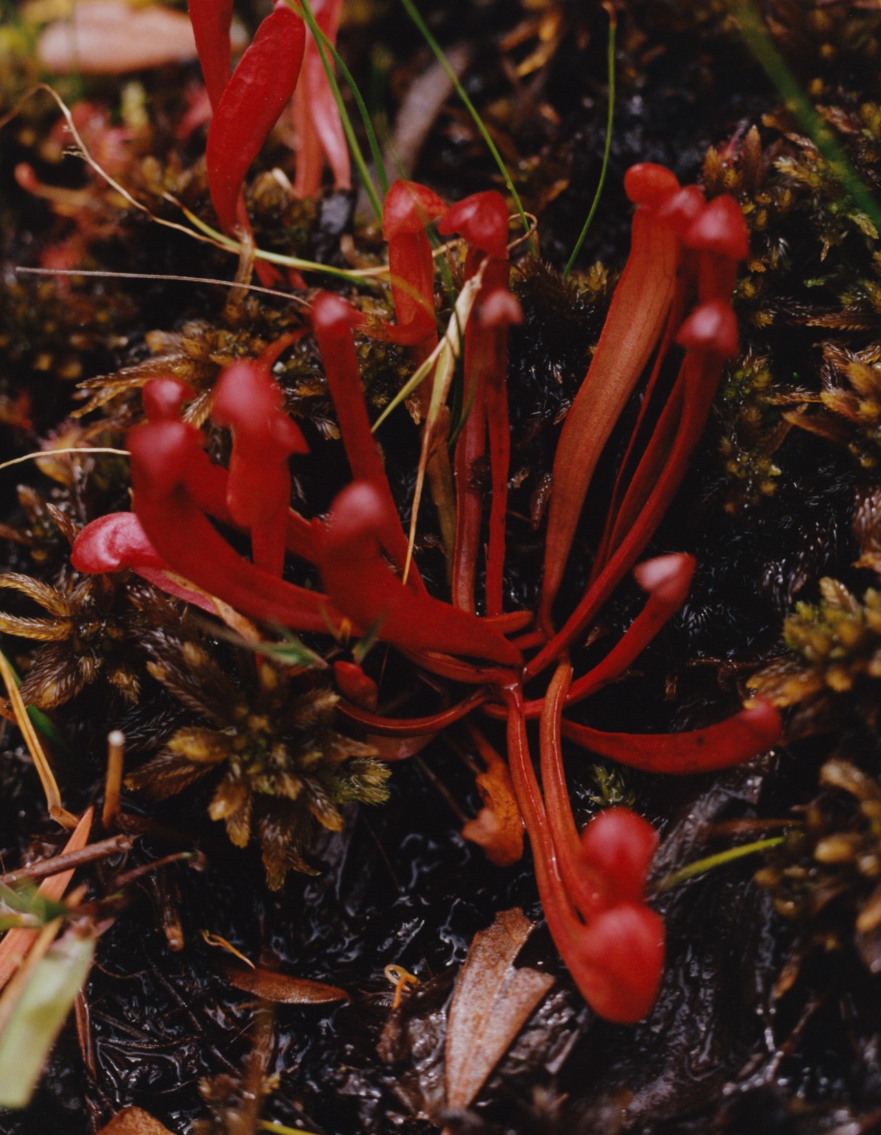 The purple pitcher plant, whose seedling colours are deep reds before they mature and gain their distinctive unique colours and vein like patterns.