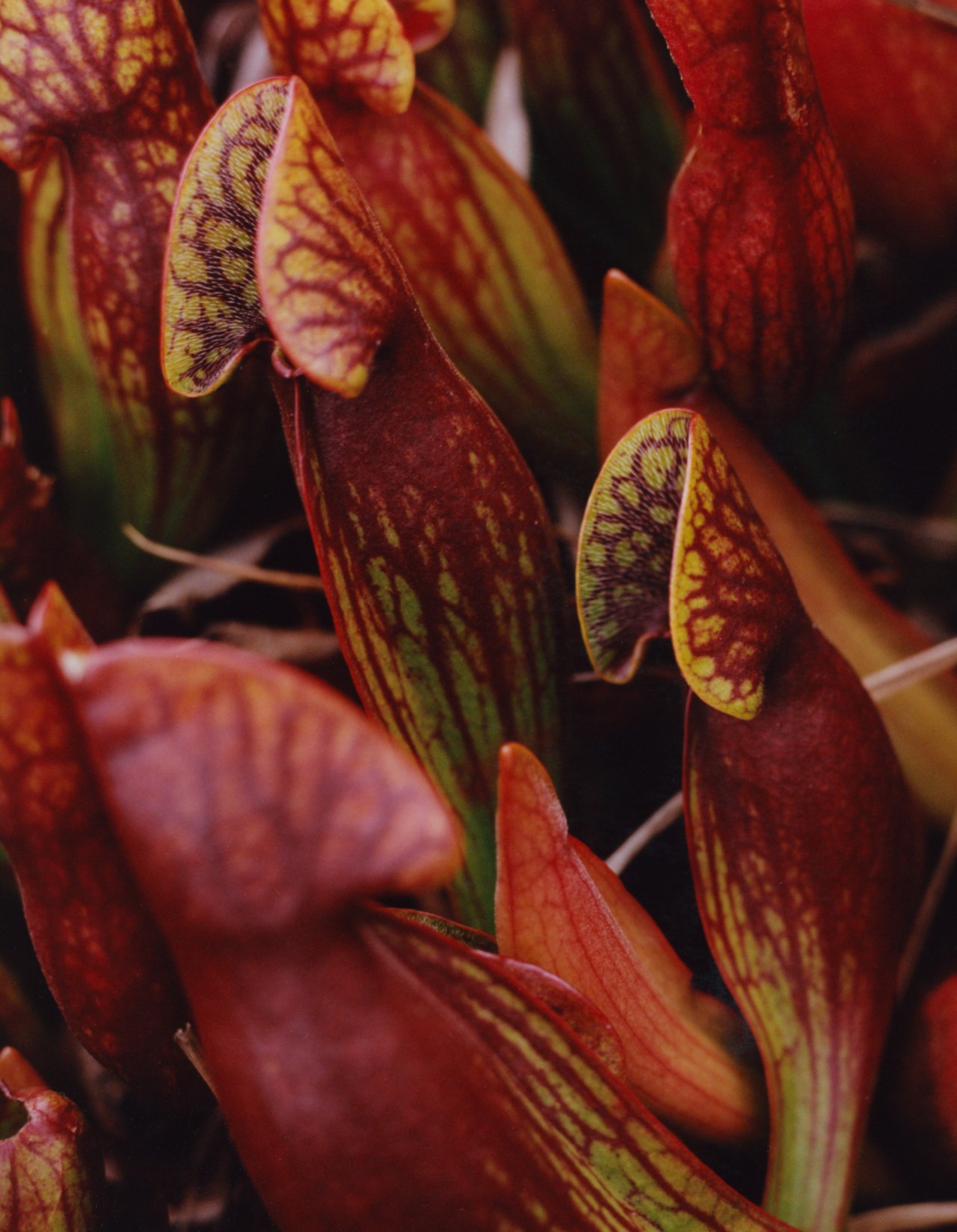 A mature purple pitcher plant, which traps insects in its modified leaves.