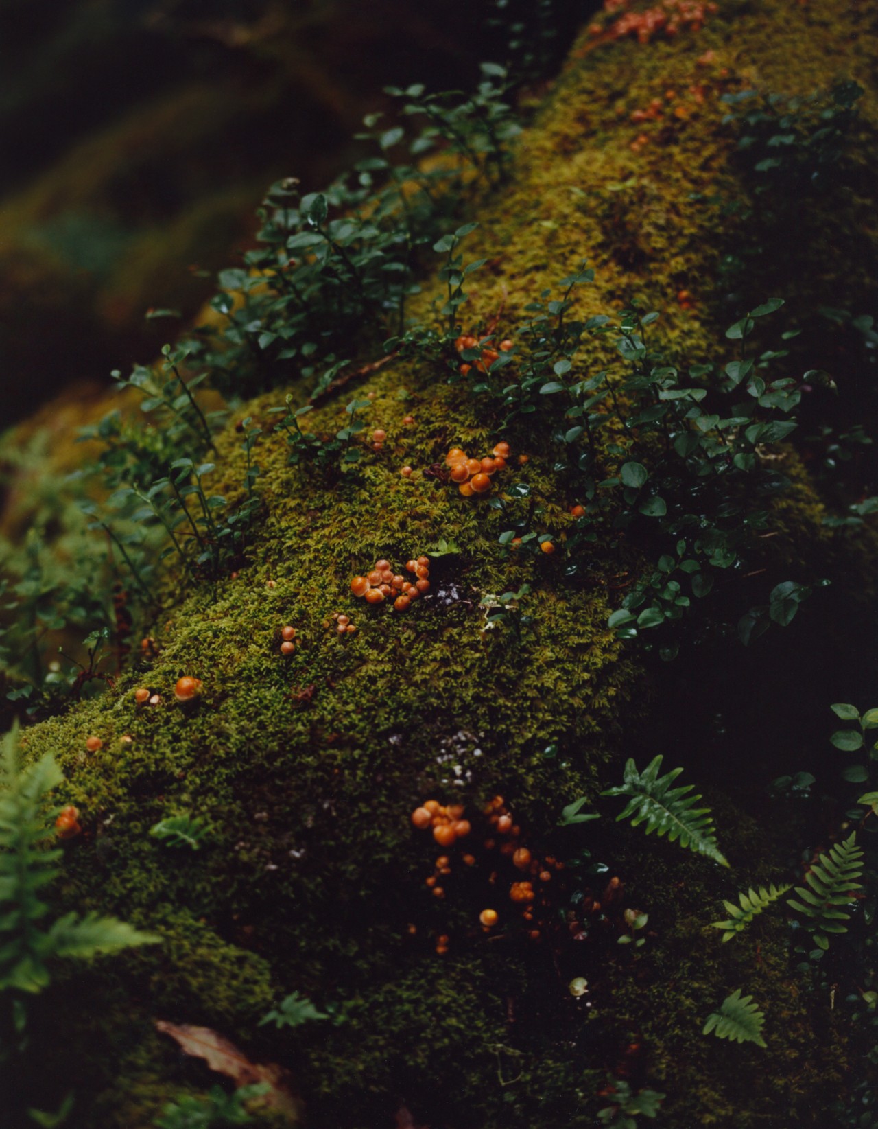 Hymenogastraceae, a family of fungi with a wide range of mushroom species.