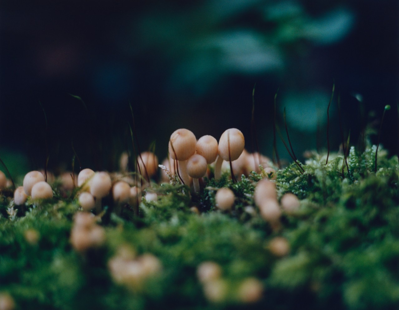 Ink cap mushrooms (Coprinacae)