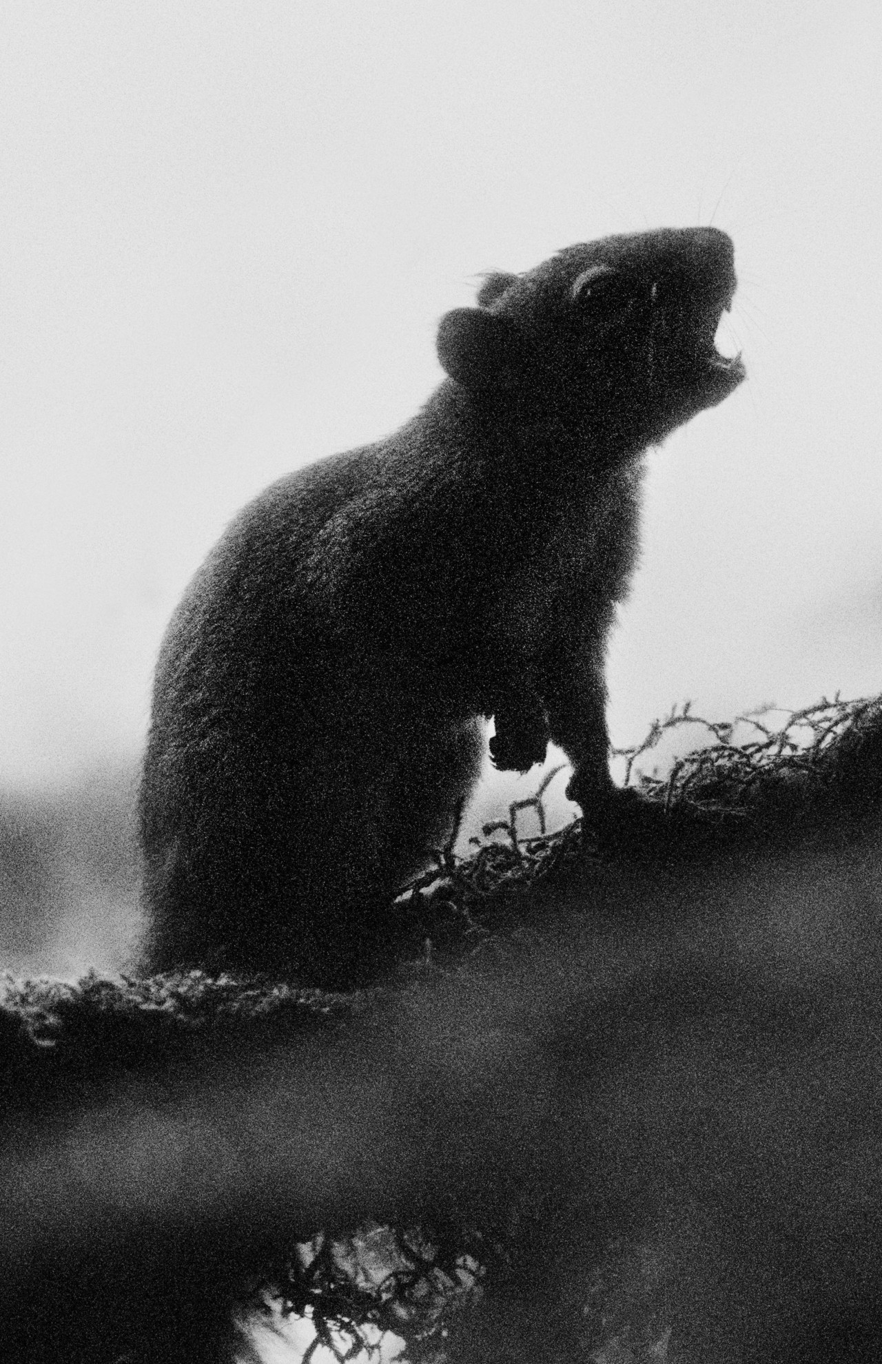 Rat’s Nest