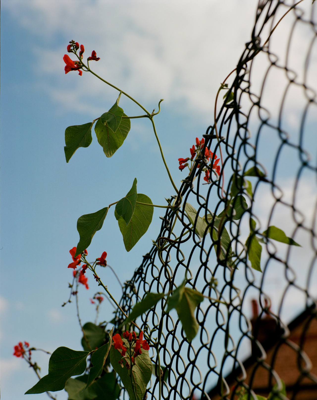 A vine of red flowers grows along a wire fence.
