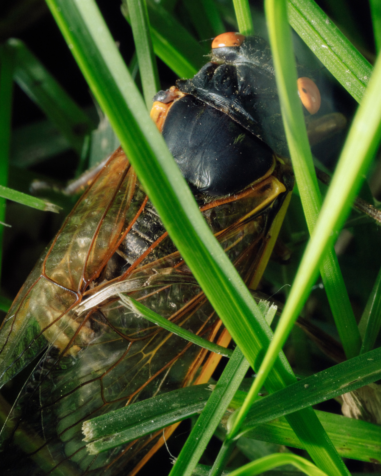 Thanks, Cicadas, for Democratizing a Love of Nature