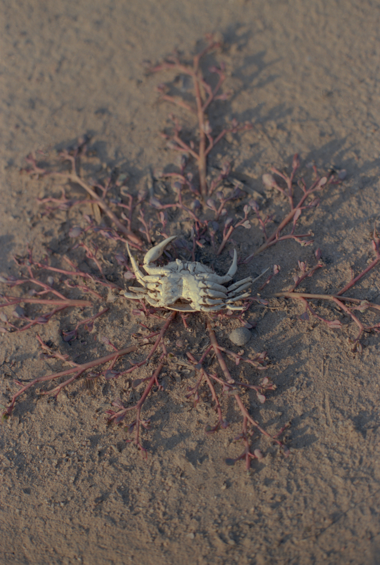 A small crab lays on top of a sea plant on a beach.