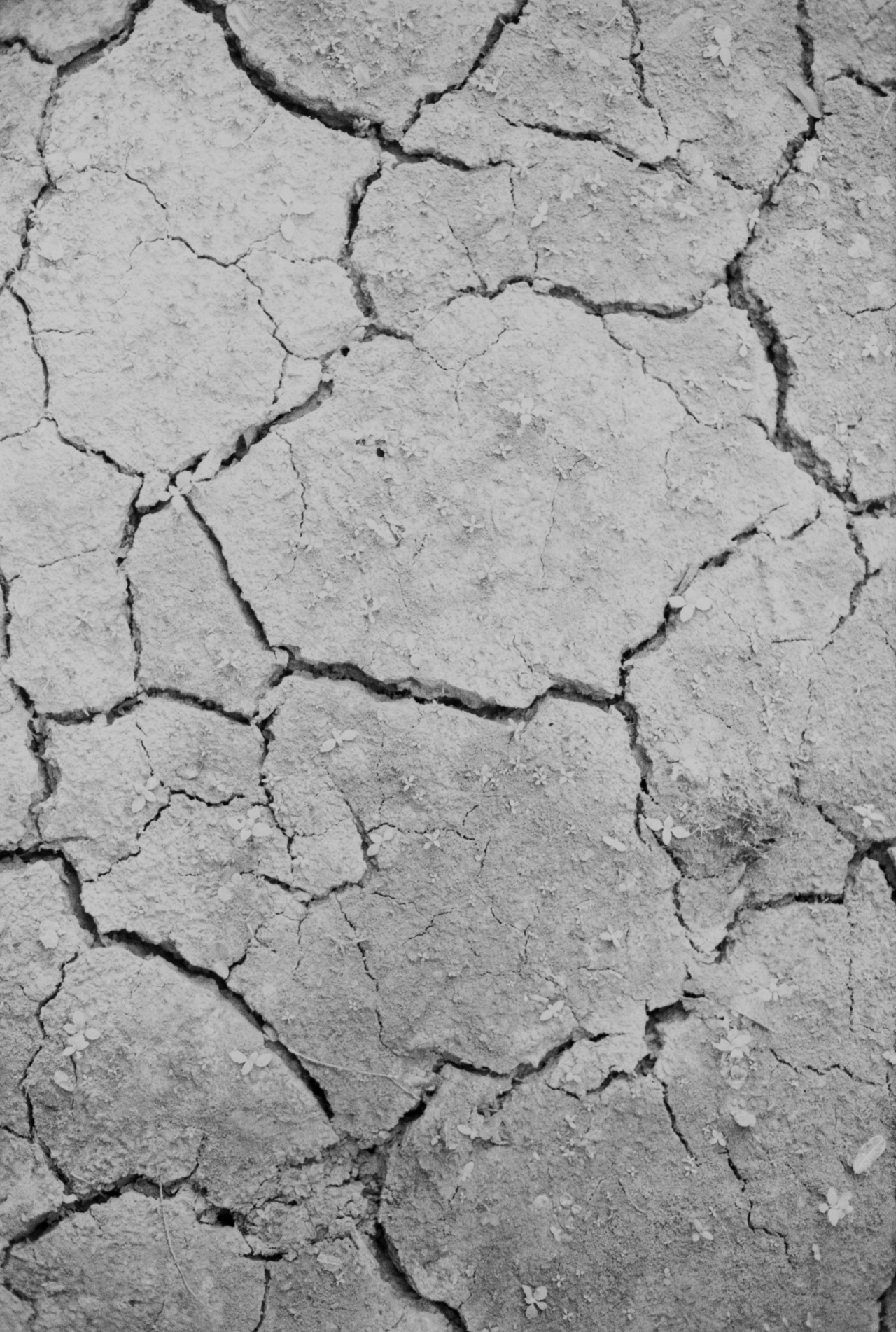 Several cracks form on the dry, dirt ground.