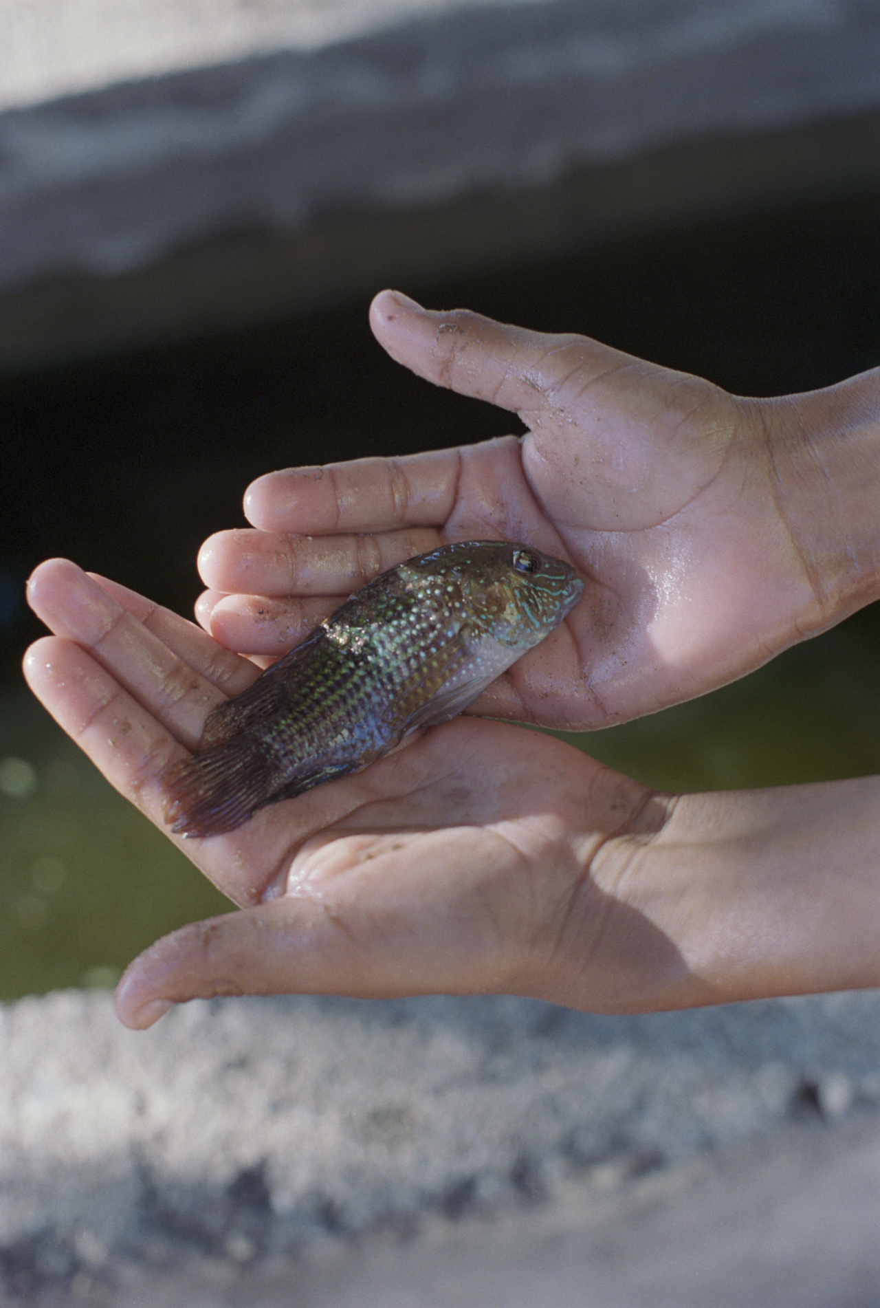 Two hands hold a small fish in front of a river.