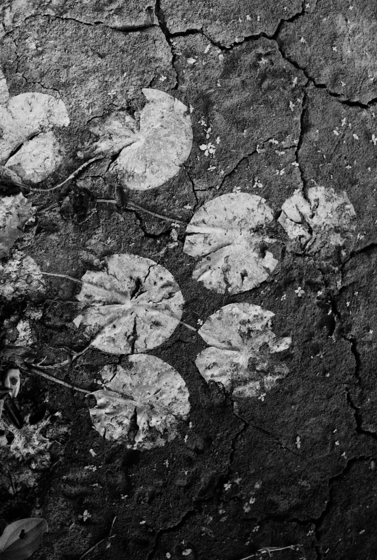 Dried lily pads stick to the dry dirt ground in Colombia.