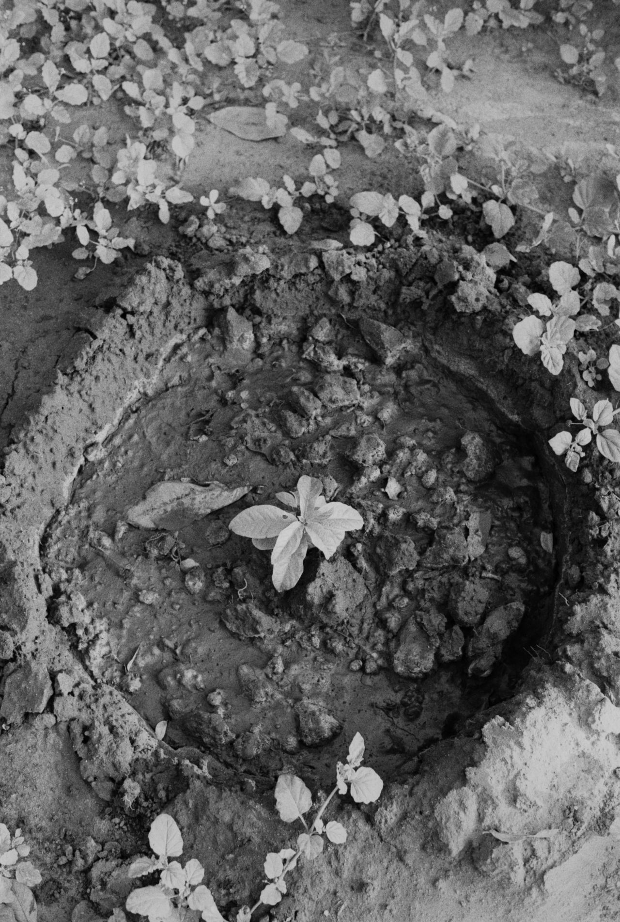 Small weeds grow from a shallow, dry hole in the ground.