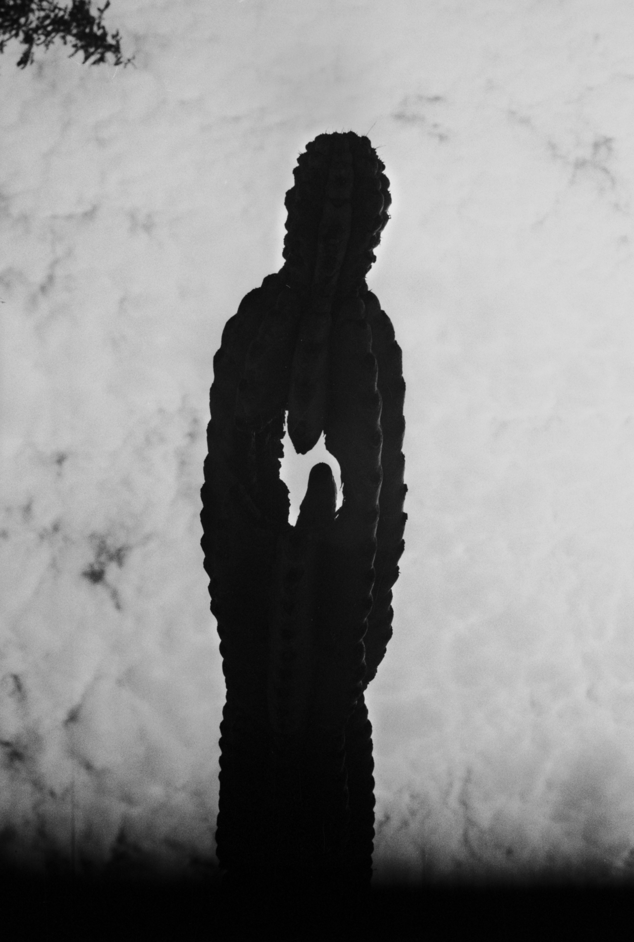 The shadow of a tall cactus stands in front of a cloudy backdrop.