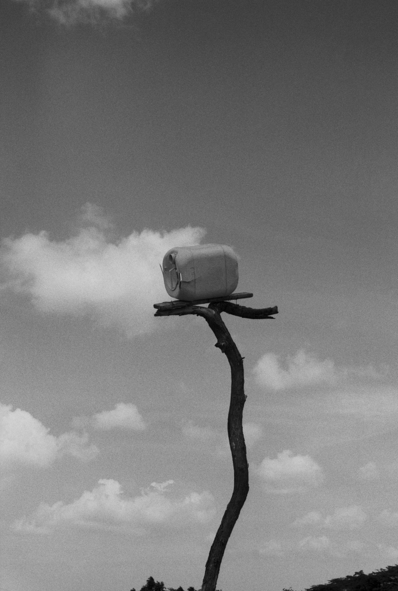 A large tree branch holds up an empty case of water.