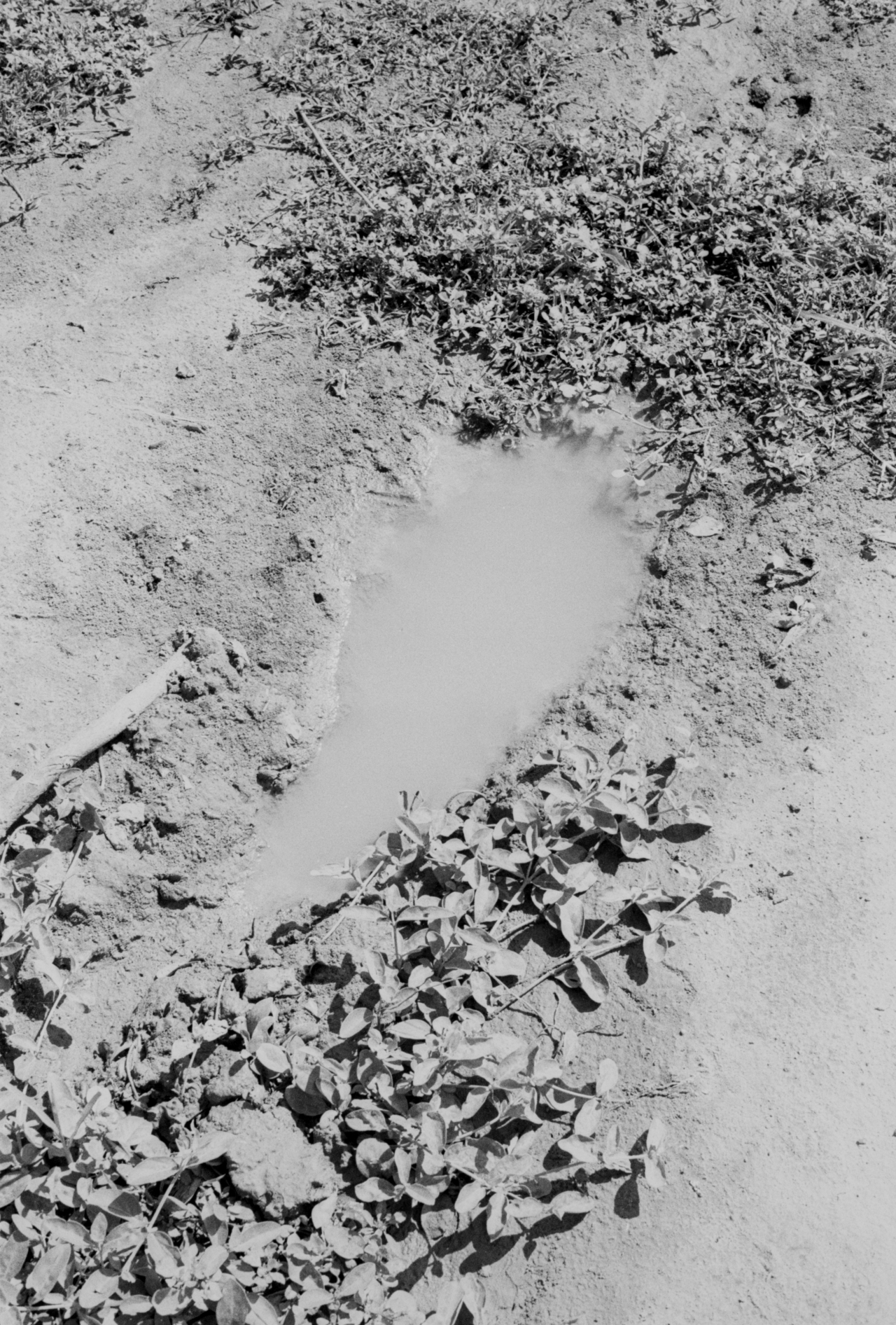 A shallow puddle among dried dirt.