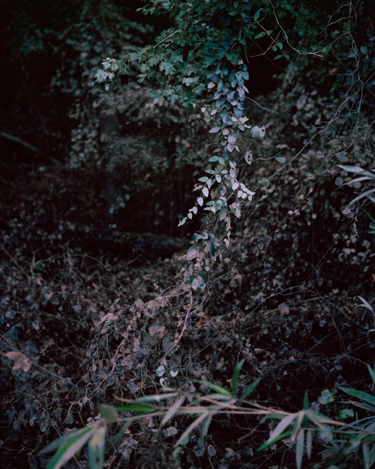 Will Warasila