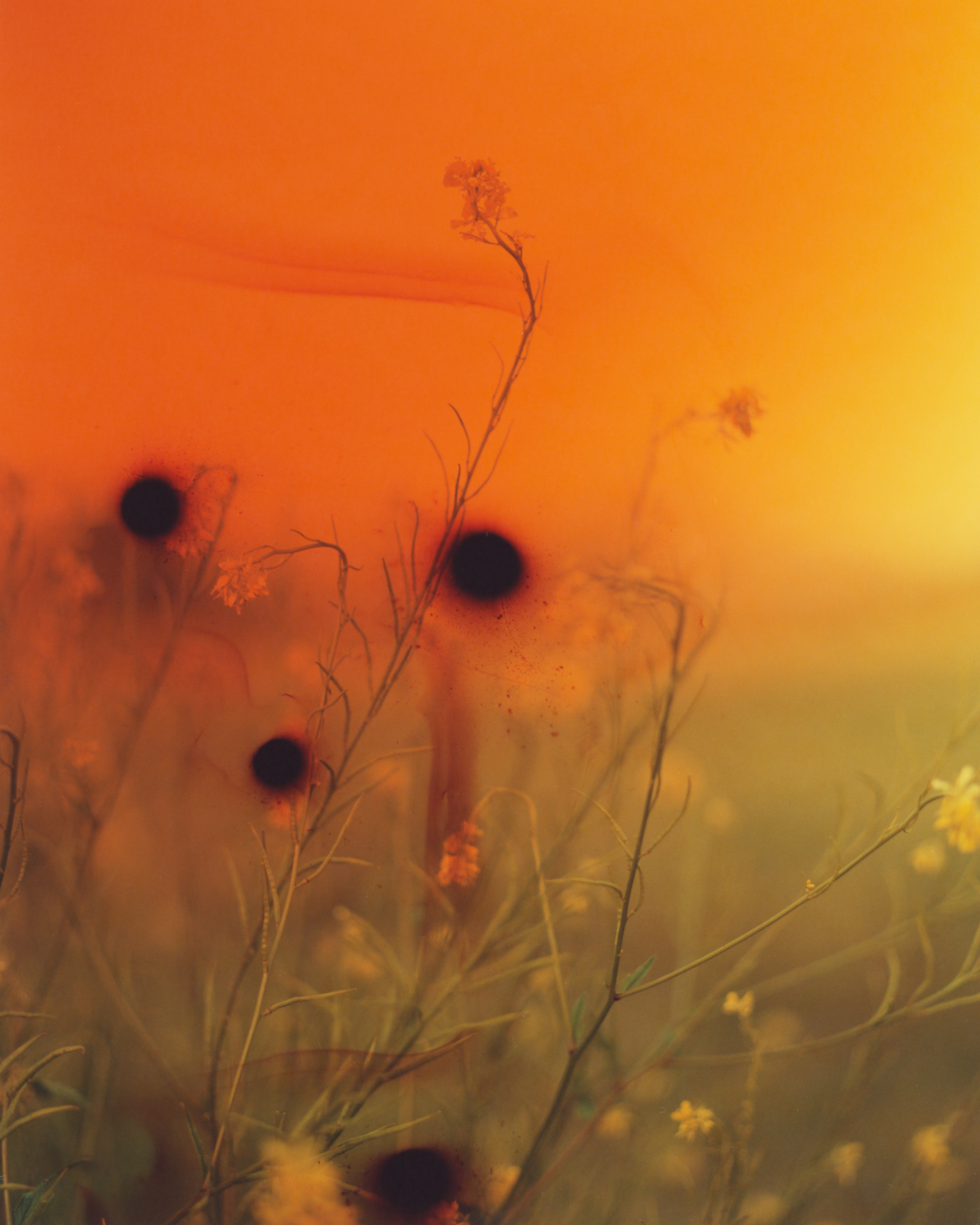 Flowering plants in a grassy field grow toward a burnt orange sky.