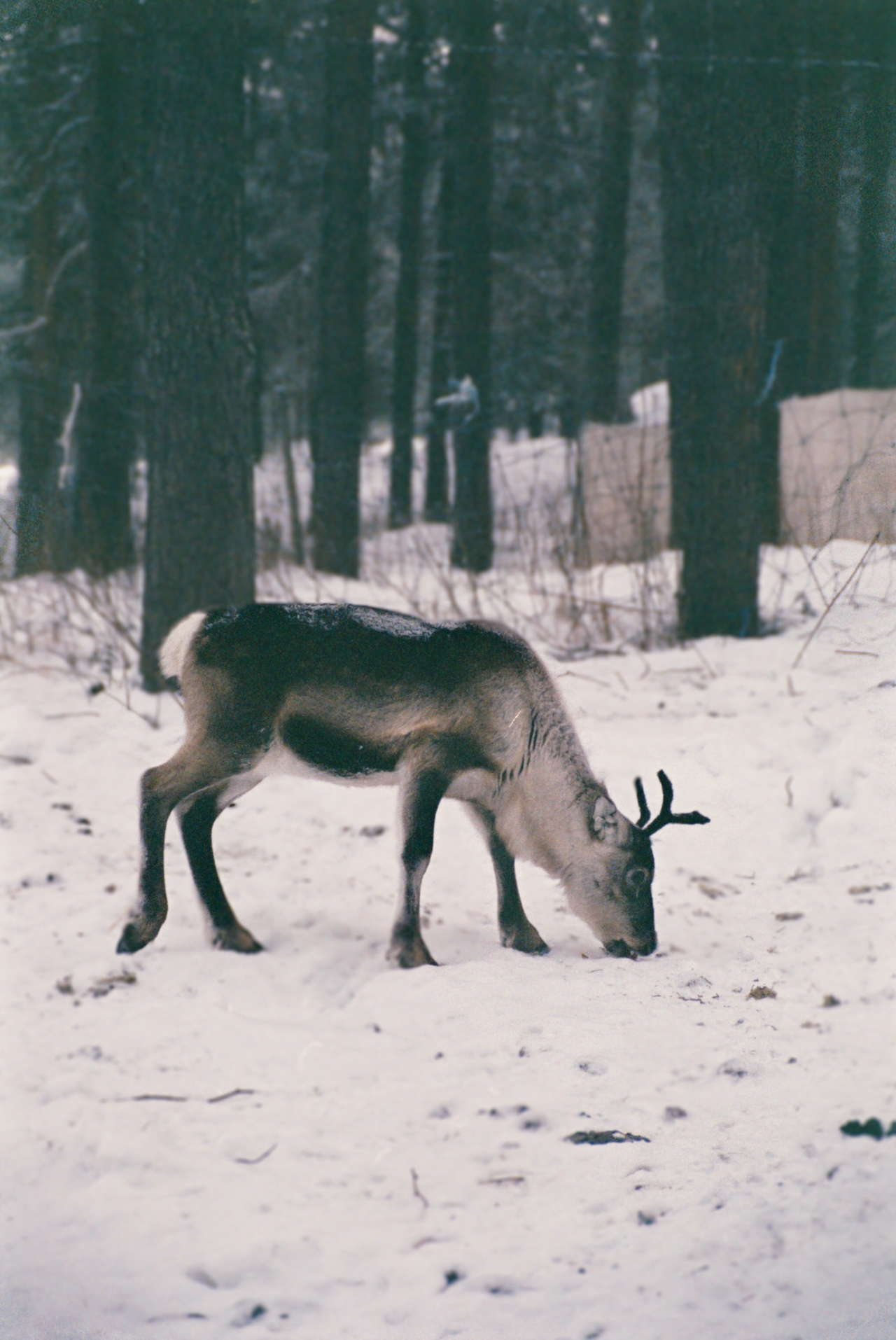 A reindeer bends its head down to the snowy ground of a forest.