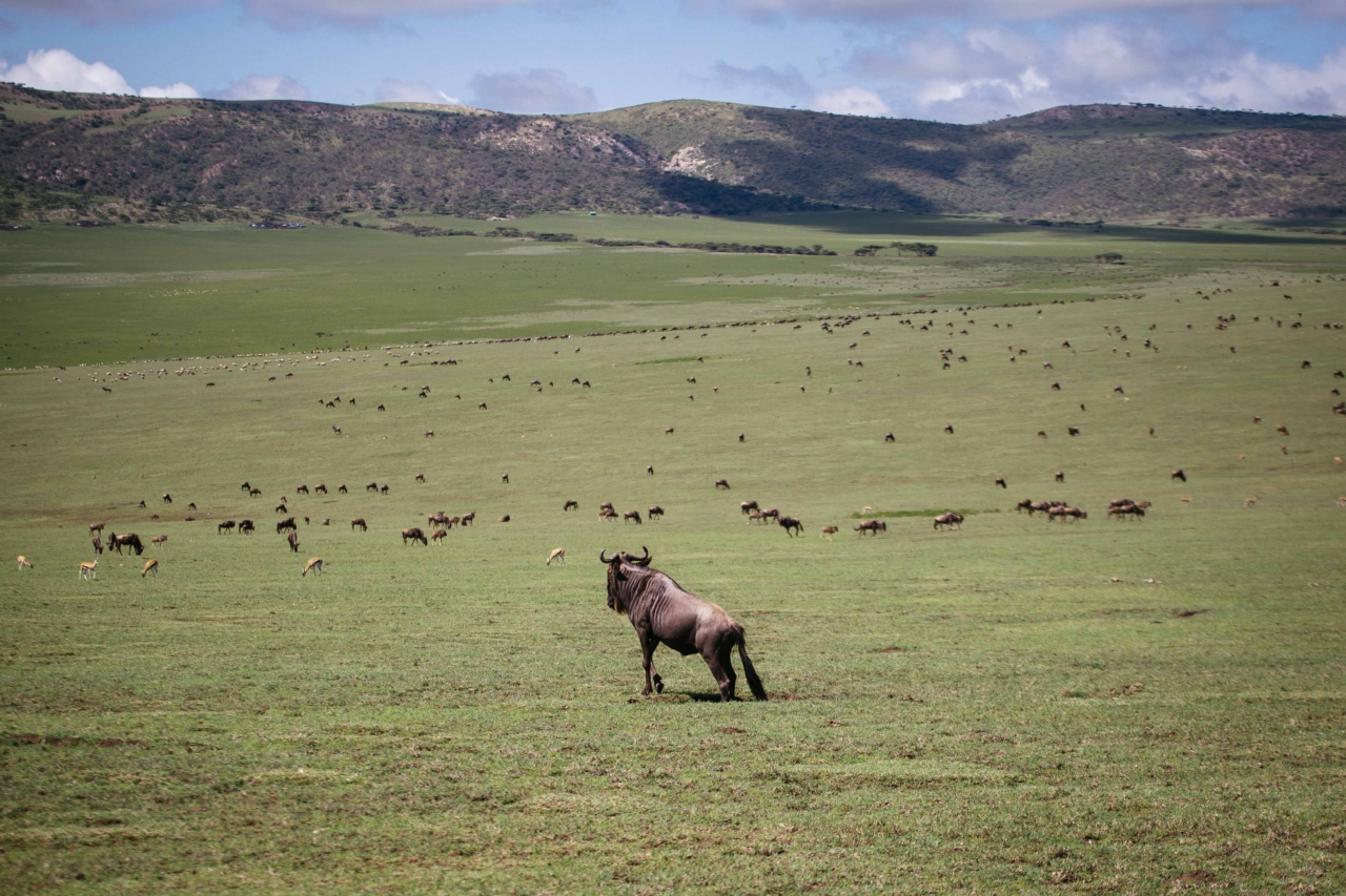 One of countless wildebeest in Ngorongoro, part of the famed, seasonal migration.
