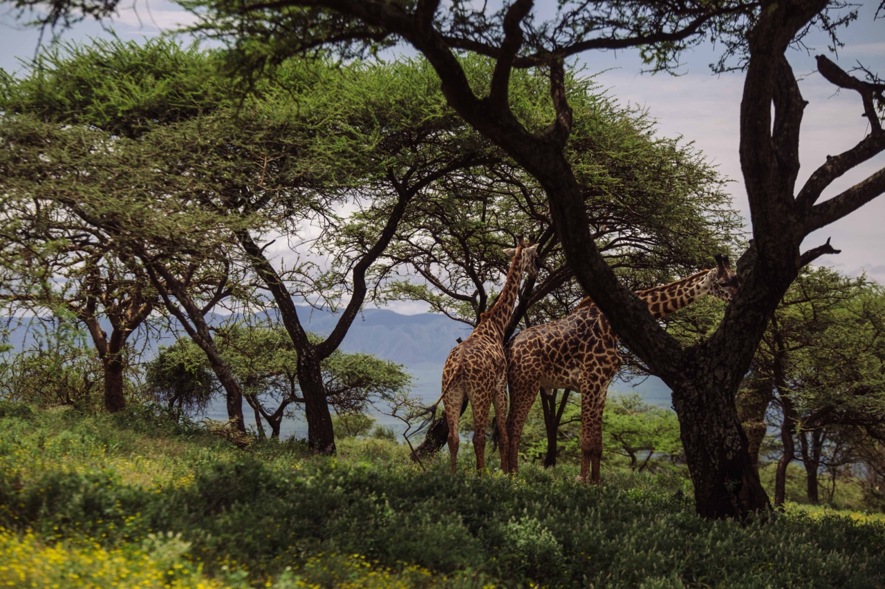 Giraffe grazing in Ngorongoro Conservation Area.