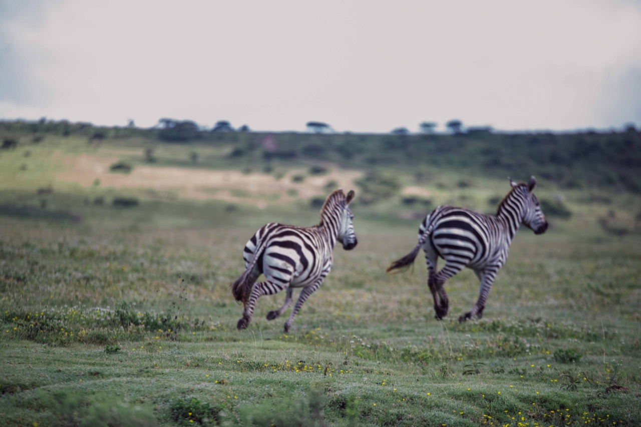 Zebras and other wild animals are abundant throughout Ngorongoro.