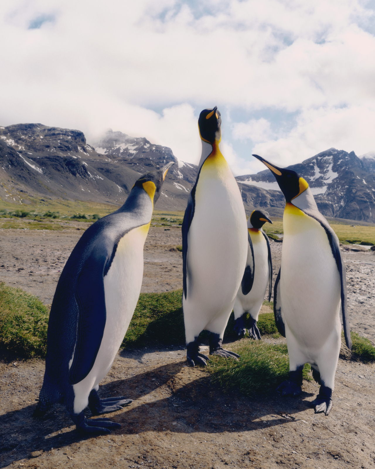 Bird Flu Is Spreading Quickly. What Does That Mean for Us and Other Species?