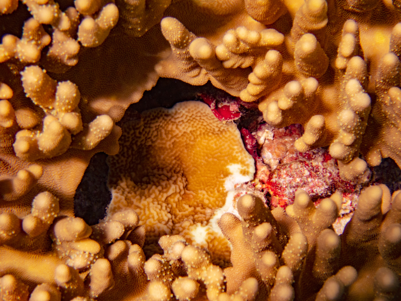 What Will It Take To Save The Coral Reefs?