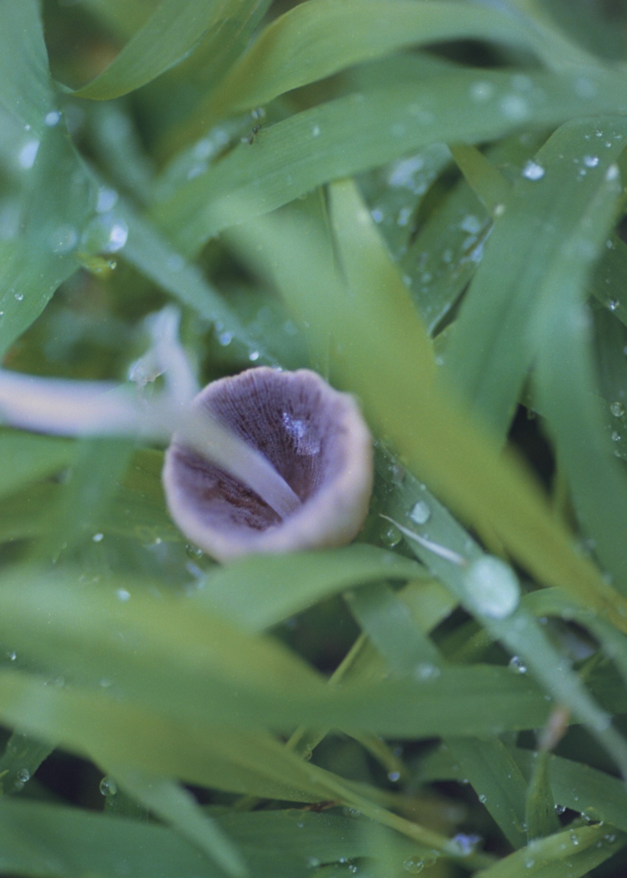 Saving the World’s Fungi Might Save Us, Too