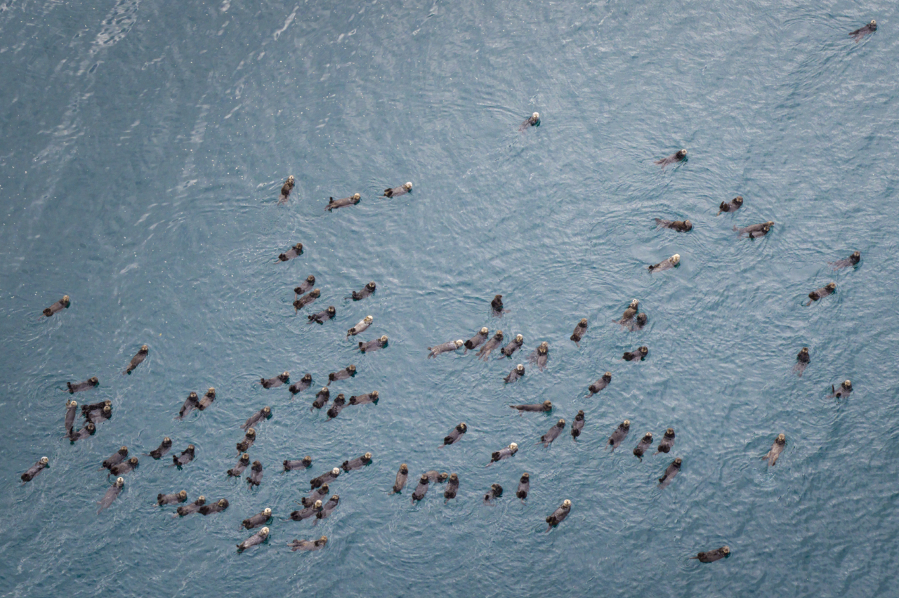 Sea otters rest and forage in a large raft of more than a hundred in Halibut Cove, near Homer, Alaska.