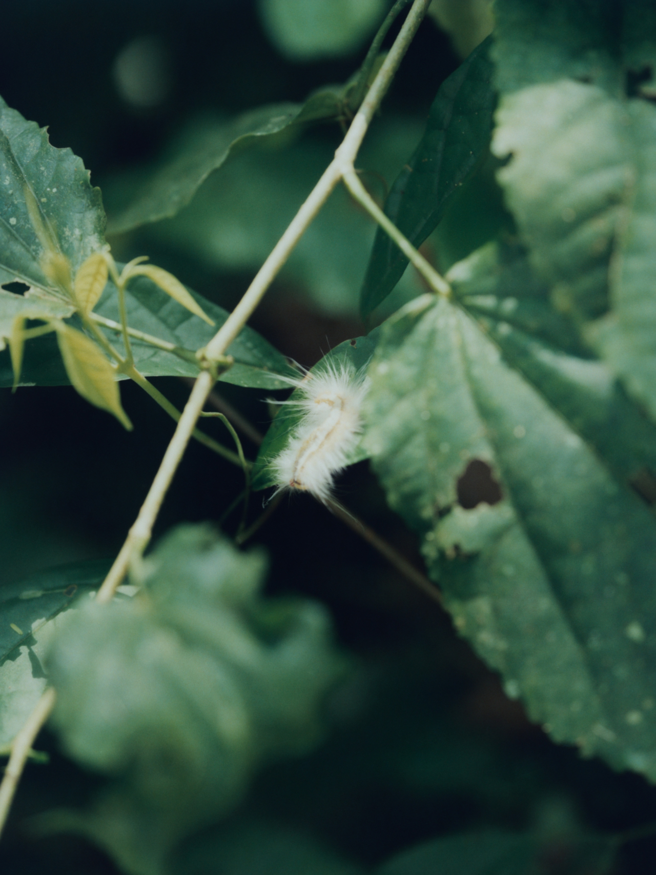 Inside Peru’s Manu Forest