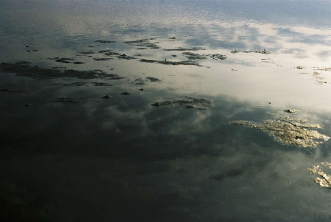 The sunlight hits the surface of a body of water, with seaweed floating on top.