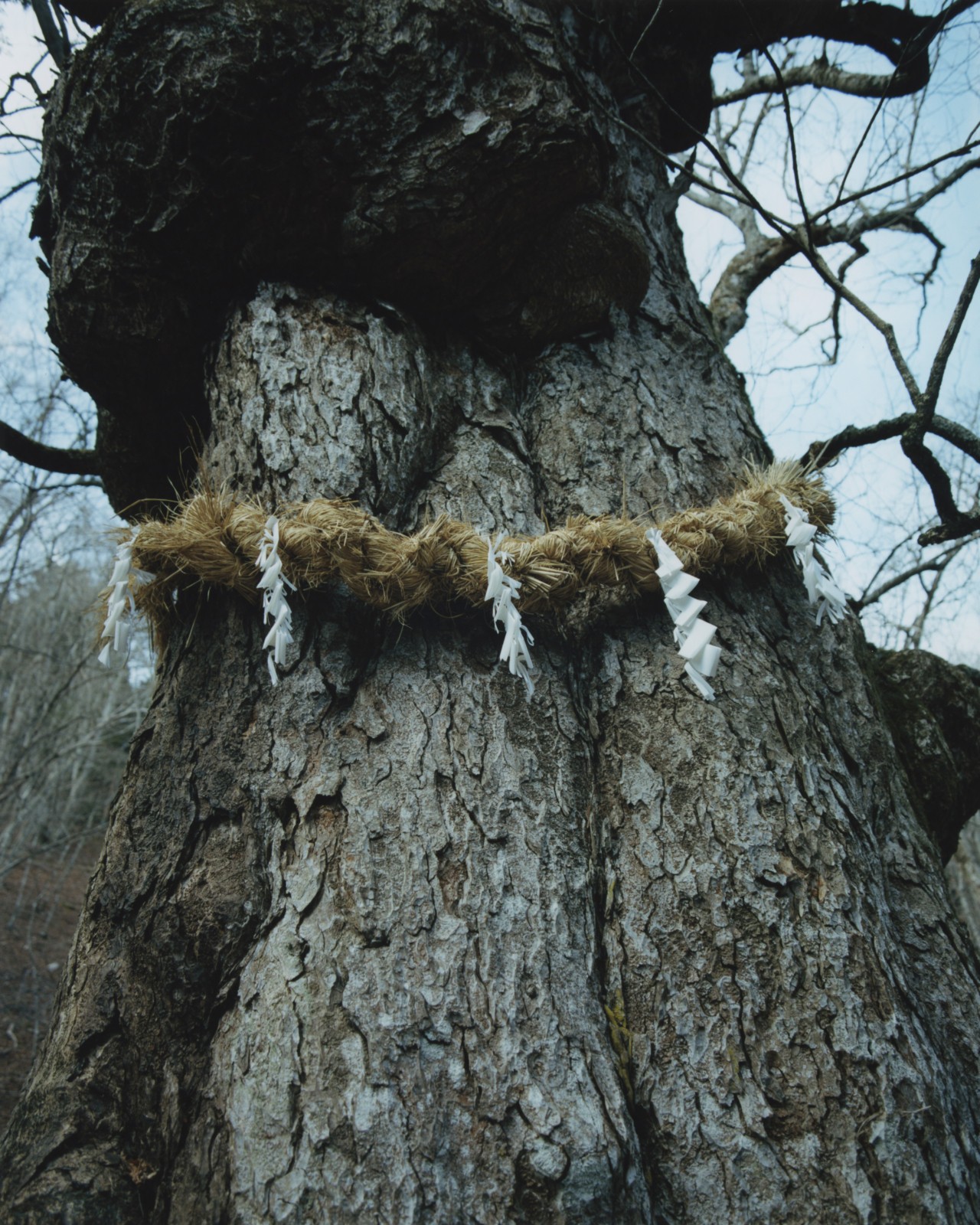 Why the World Needs Spiritual Ecology