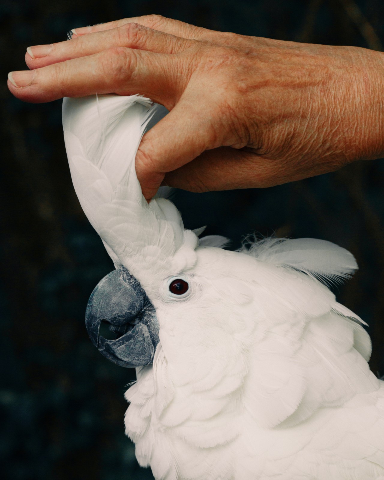 AI Could Help Us Talk to Animals—but Should It?