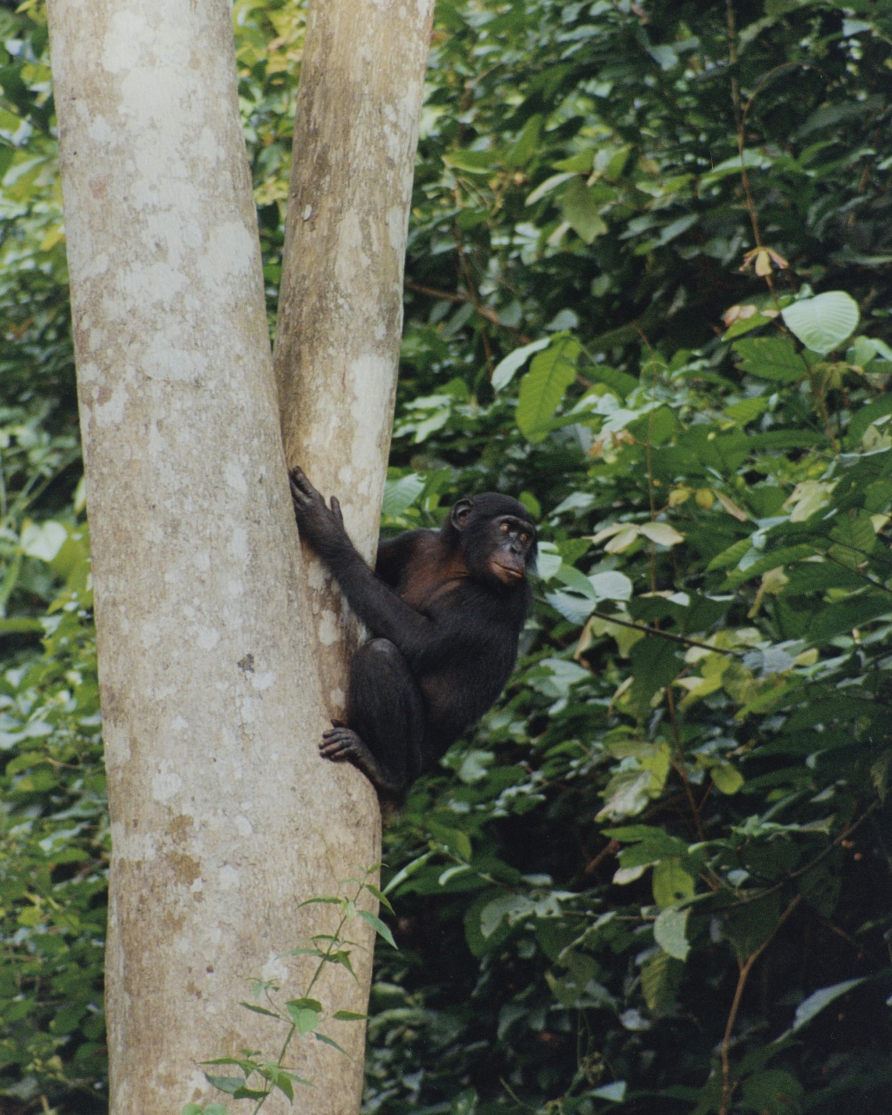 Chimps and Bonobos Reveal the Best and Worst of Us