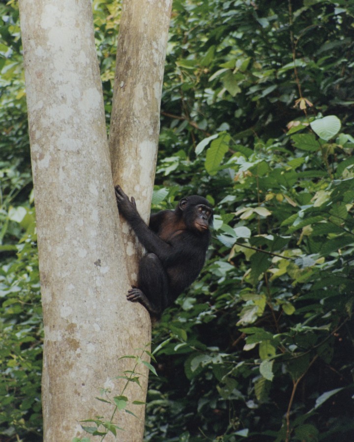 Chimps and Bonobos Reveal the Best and Worst of Us