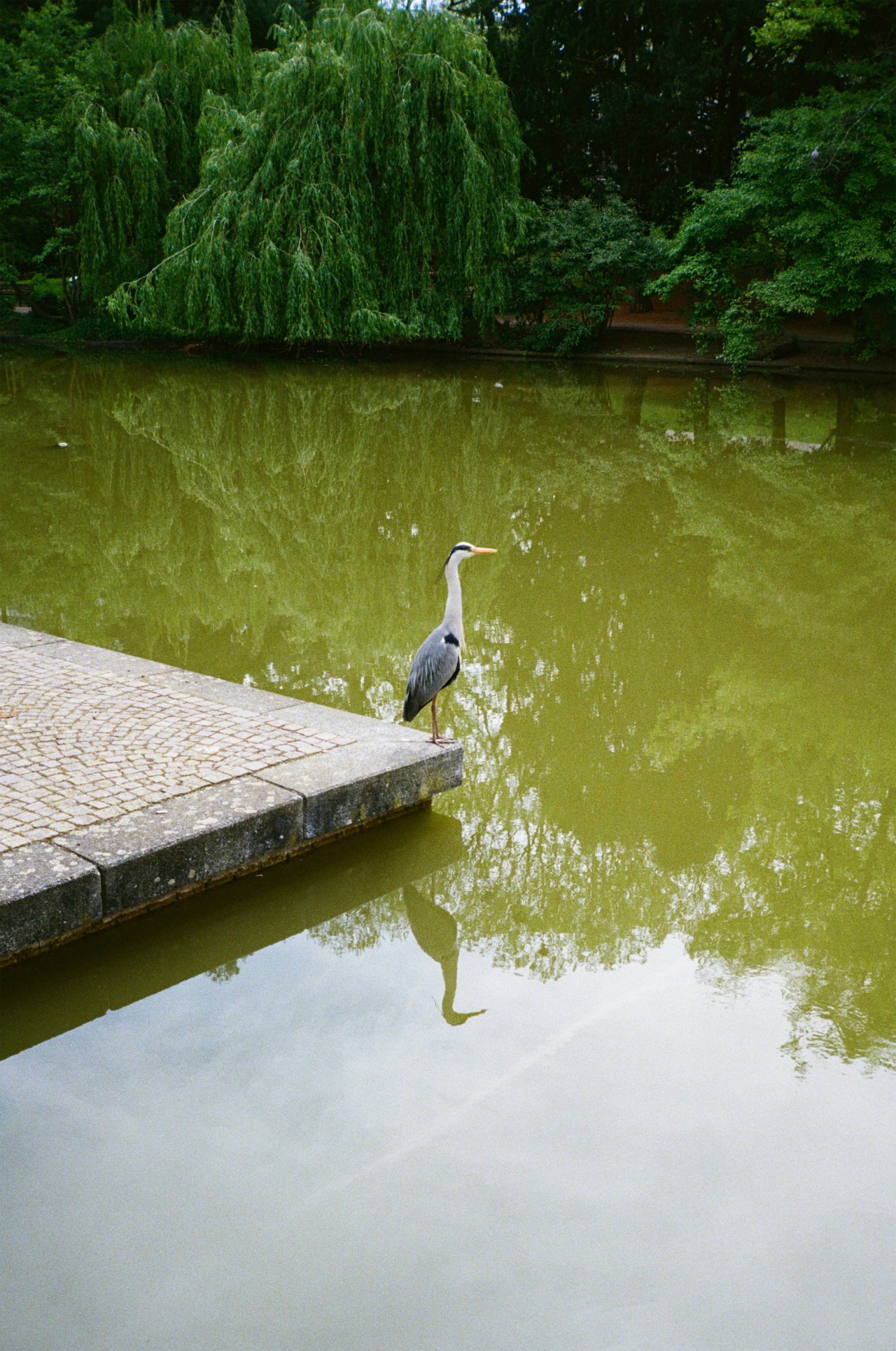 My Harmony With the Heron