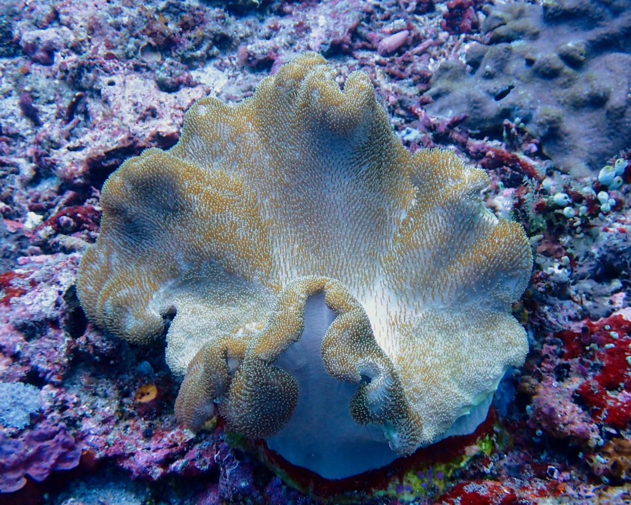 Can Nature’s Own Sounds Help Heal the Earth?