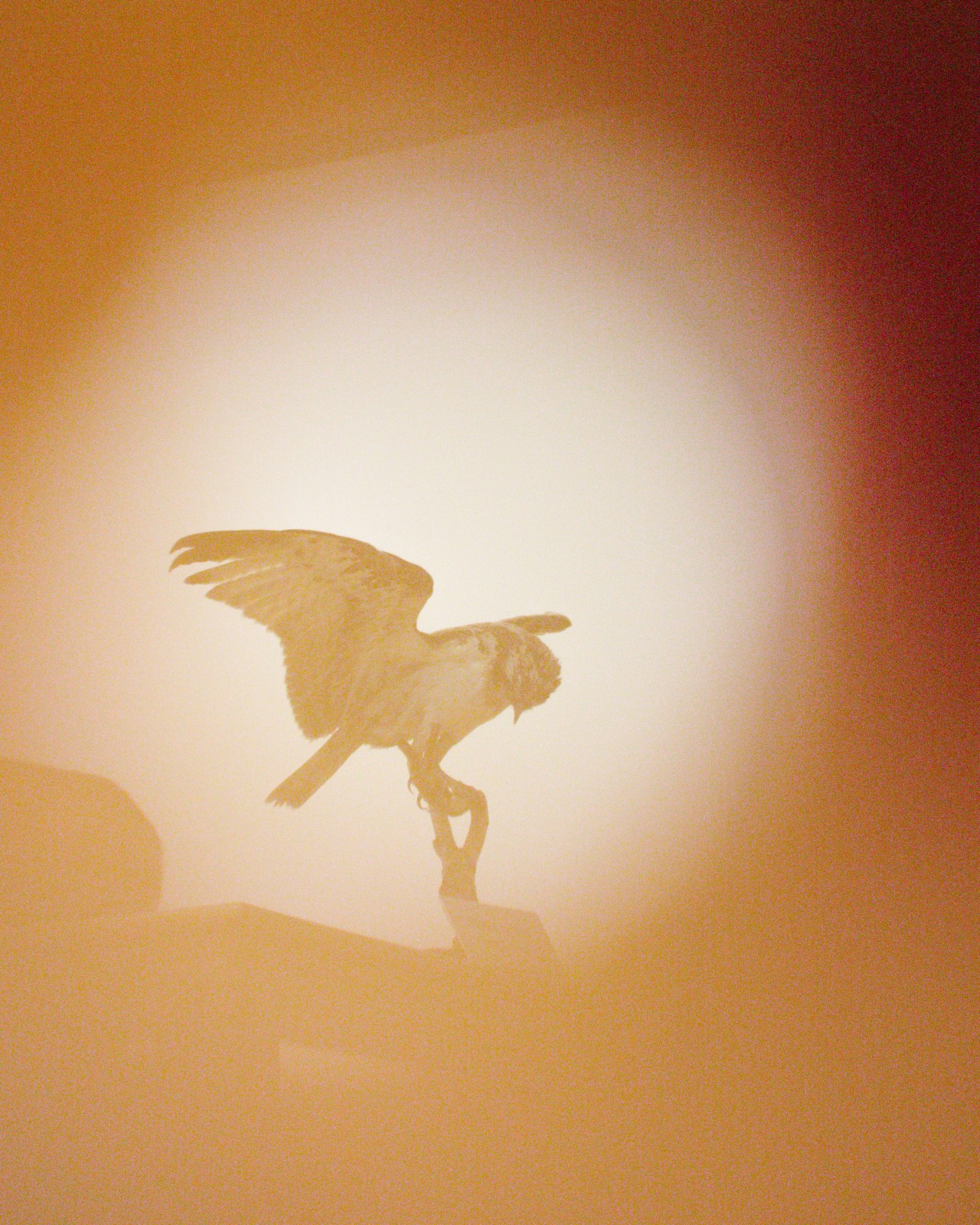 Birds of Prey