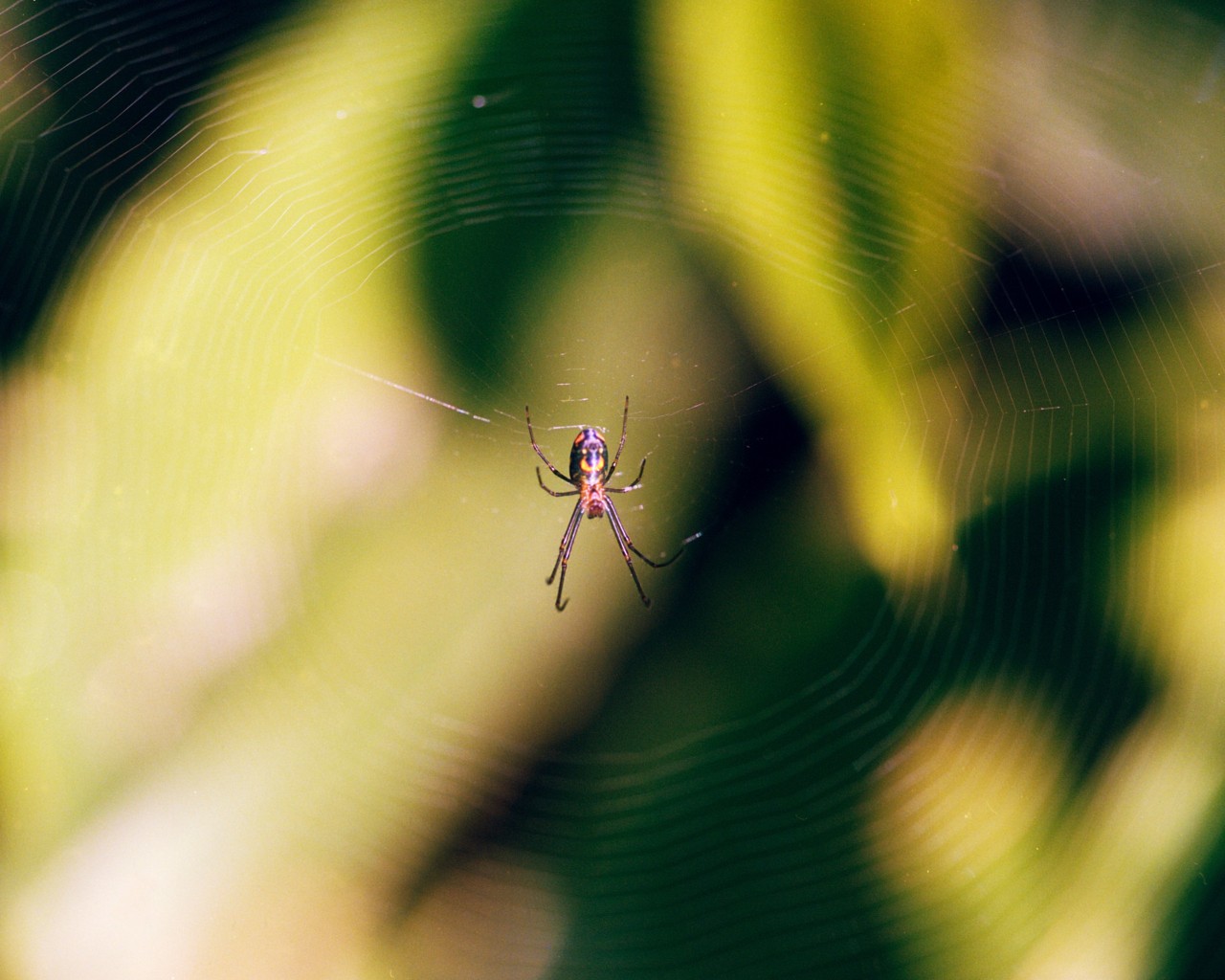 Web of Lives: Lessons From Spiders in Indigenous Cosmology