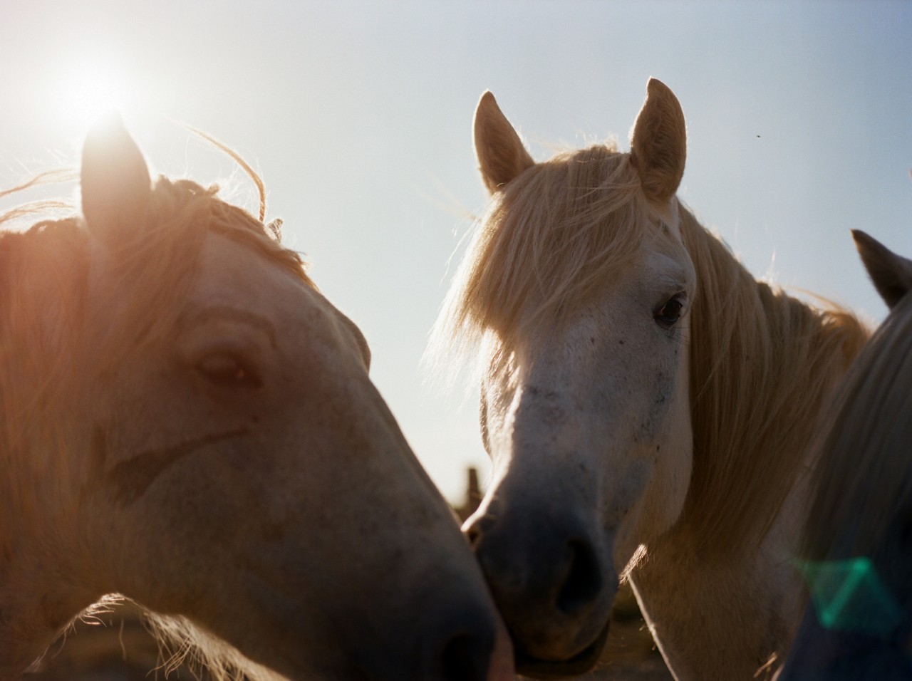 Like So Many Native Americans, Horses Saved My Life
