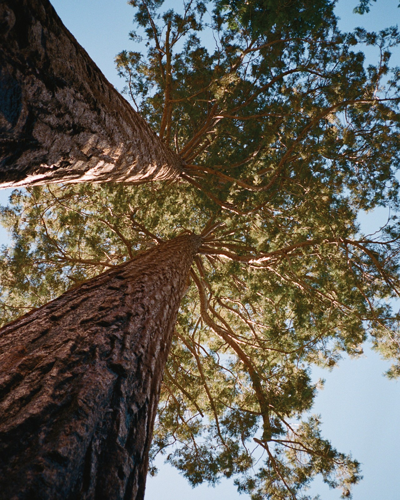 Tree of Life
