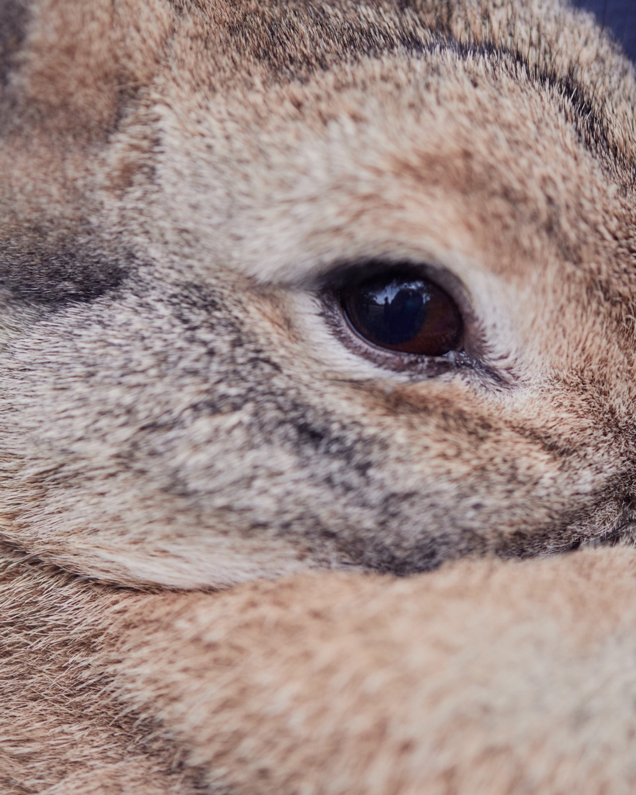 Down the Rabbit Hole