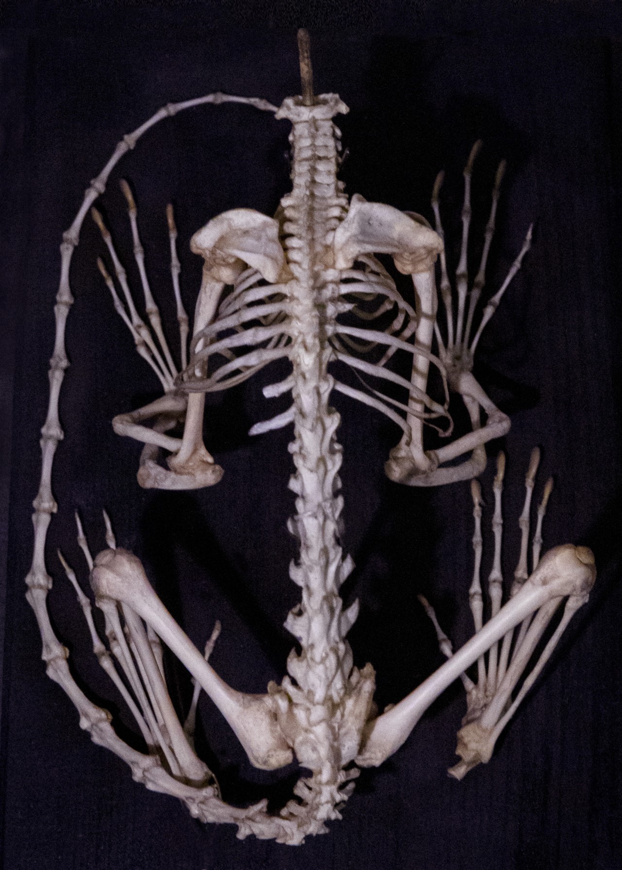 A New Genetic Life Support