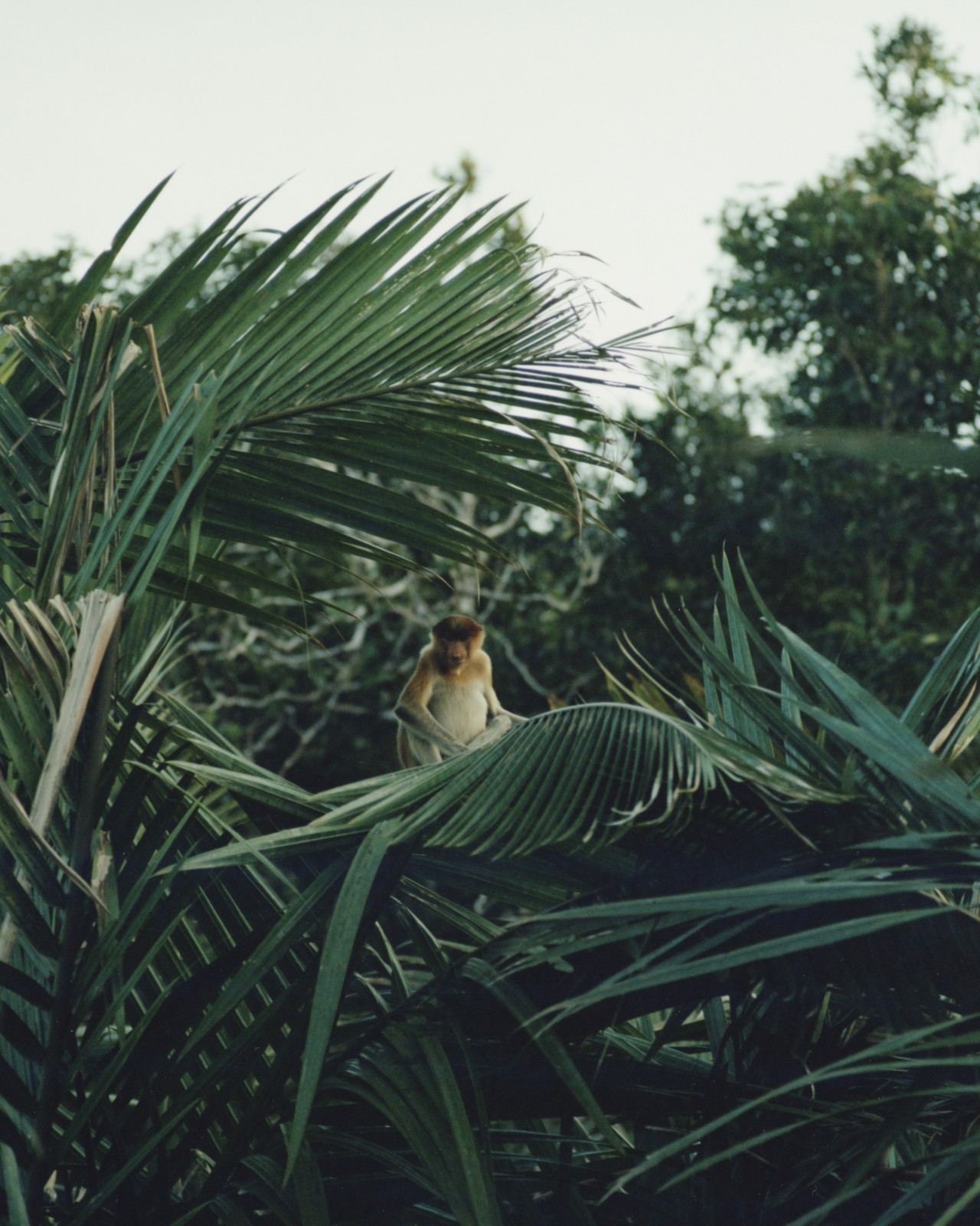 Elizabeth Kolbert and Craig Foster: Holding Onto Awe Amid Biodiversity Loss
