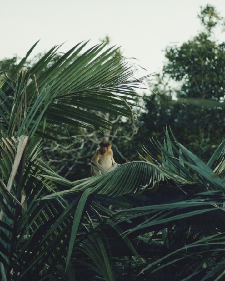 Elizabeth Kolbert and Craig Foster: Holding Onto Awe Amid Biodiversity Loss