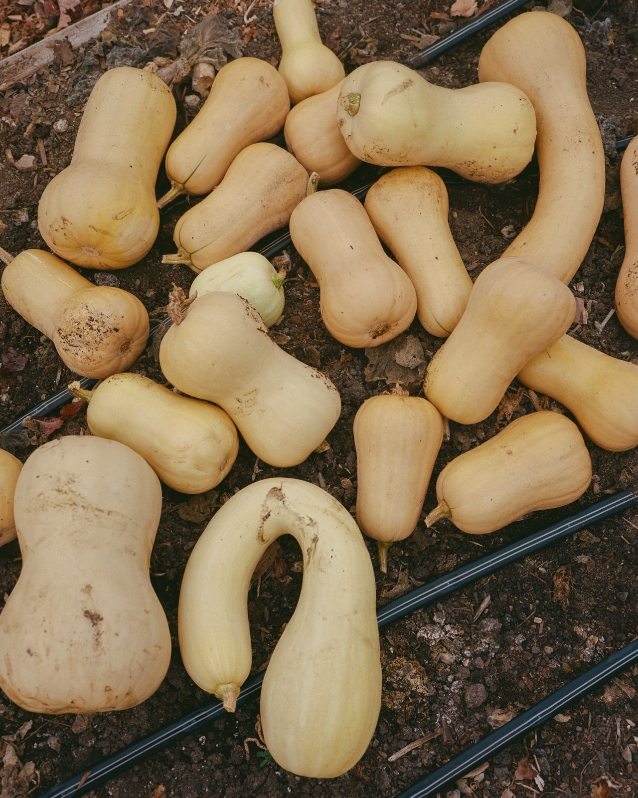 A Dakota Recipe That Brings Tradition to the Table